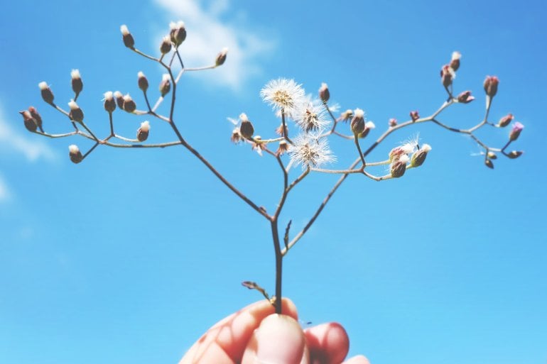 Hand hält Zweig mit Blüten und Pollen
