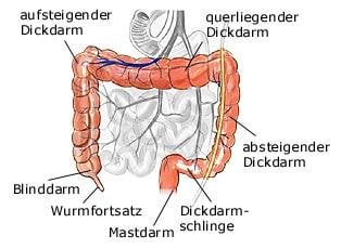 Dickdarm (anatomische Illustration)