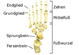 Fuß (anatomische Illustration)