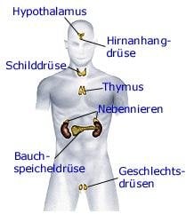 Hormonsystem (anatomische Illustration)
