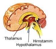 Hypothalamus (anatomische Illustration)