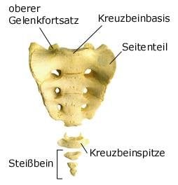 Kreuzbein (anatomische Illustration)