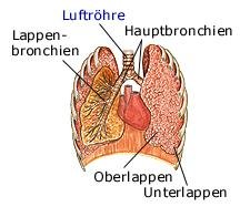 Lunge (anatomische Illustration)