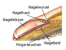 Nägel (anatomische Illustration)