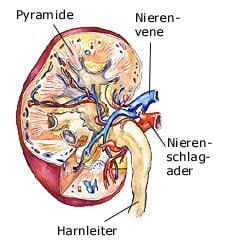 Nieren (anatomische Illustration)