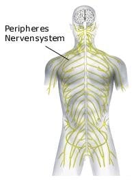 Peripheres Nervensystem (anatomische Illustration)