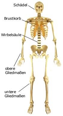 Skelettaufbau (anatomische Illustration)