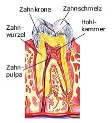 Zähne (anatomische Illustration)