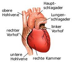 Herz (anatomische Illustration)