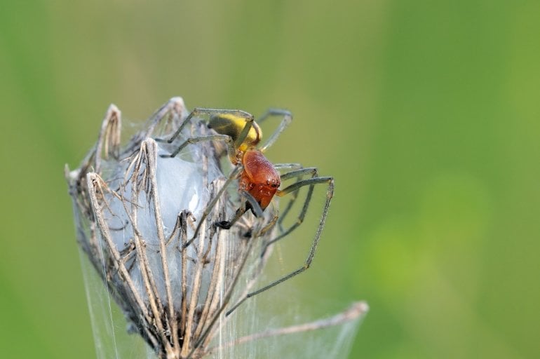 Ammen-Dornfinger: Spinne sitzt auf ihrem Nest