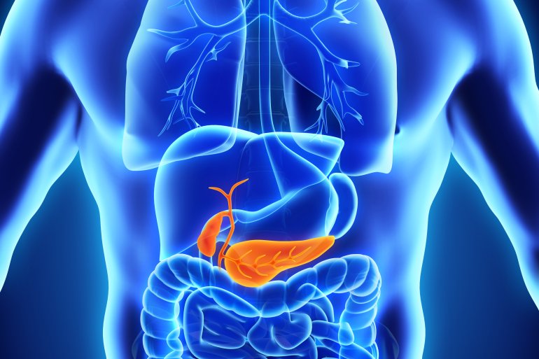 Bauchspeicheldrüse im menschlichen Körper