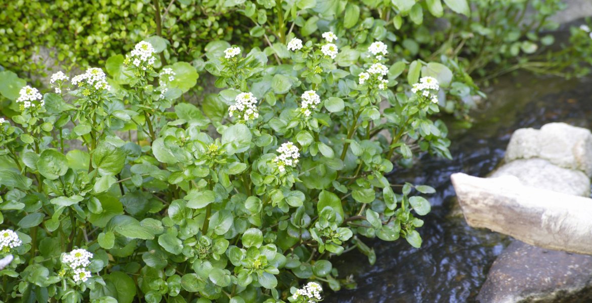 Echte Brunnenkresse