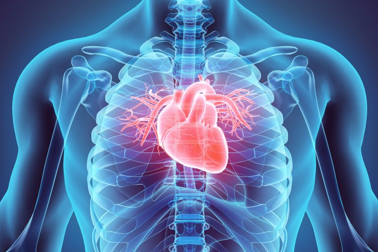 Herz und seine Arterien (Grafik)