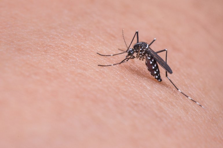 Asiatische Tigermücke als Überträger des Dengue-Fieber