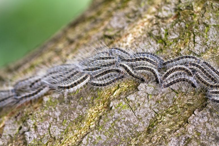 Eichenprozessionsspinner-Raupen auf einem Baum