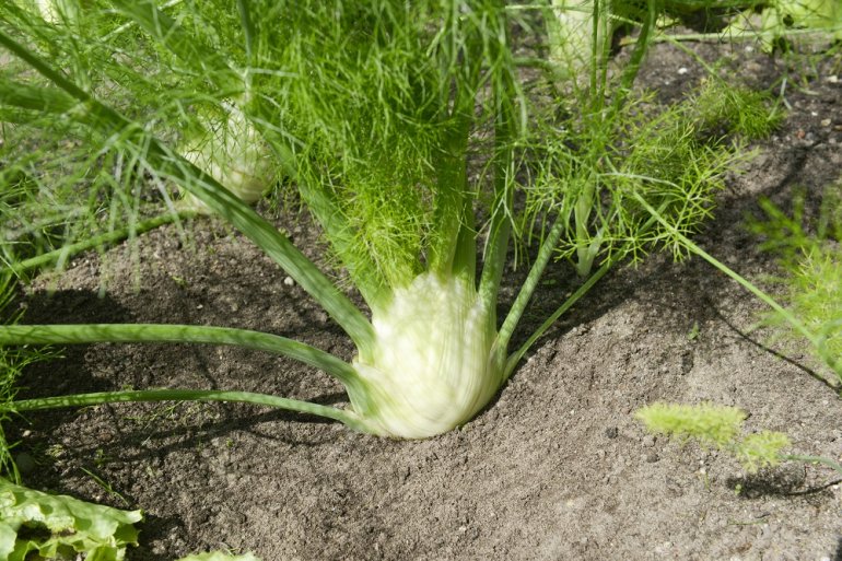 Fenchel