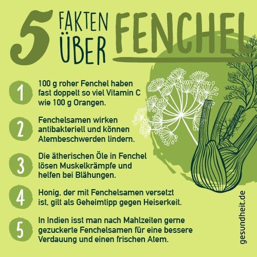 5 Fakten über Fenchel (Infografik)