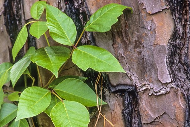 Rhus toxicodendron (Eichenblättriger Giftsumach)