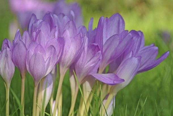 Colchicum (Herbstzeitlose)