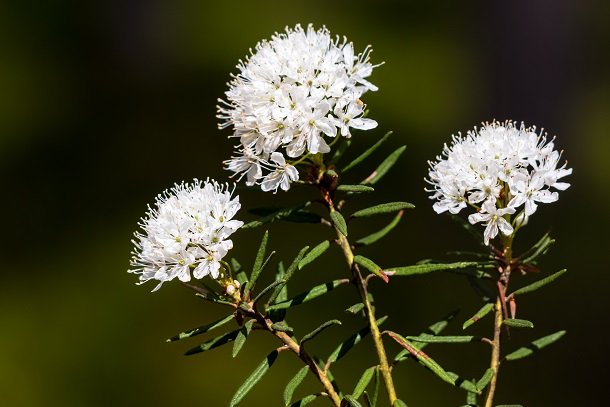 Ledum (Sumpfporst)