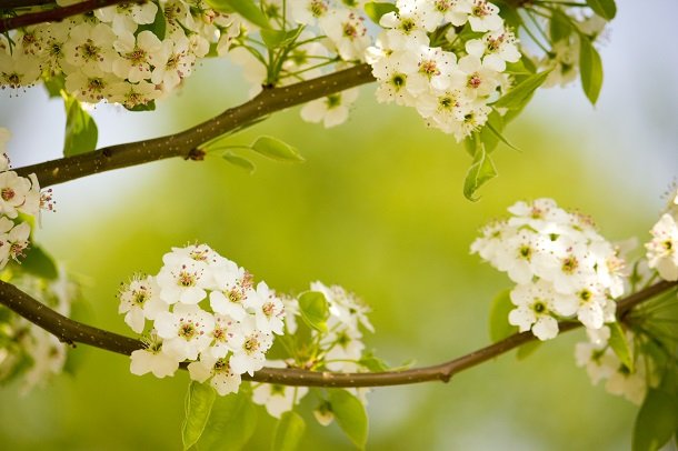 Weißdorn – Kraft aus der Natur Weißdorn – Kraft aus der Natur