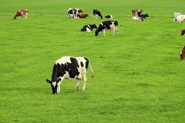 Artgerechte Tierhaltung