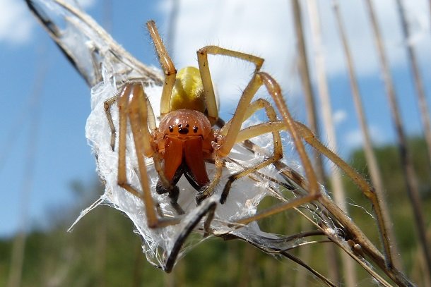Biss einer Dornfingerspinne Biss einer Dornfingerspinne