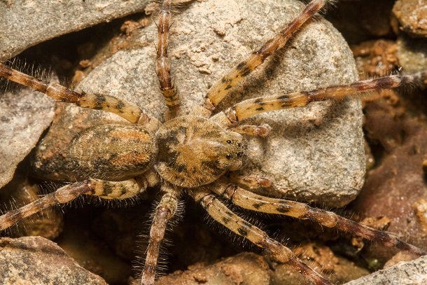 Biss der Nosferatu-Spinne Biss der Nosferatu-Spinne