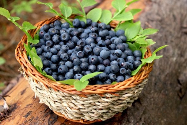 Heidelbeeren: kleine, blaue Früchte als Superfood Heidelbeeren: kleine, blaue Früchte als Superfood