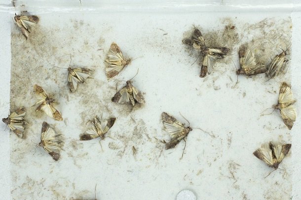 Mehlmotten Mehlmotten