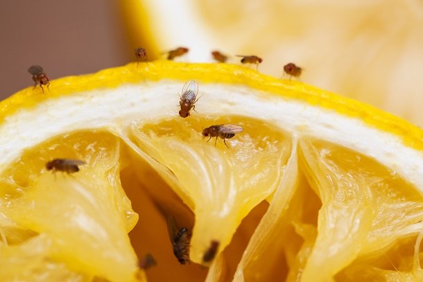 Fruchtfliegen Fruchtfliegen