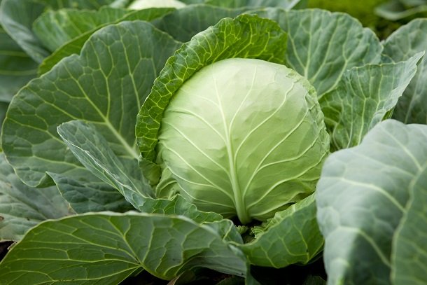 Weißkohl Weißkohl