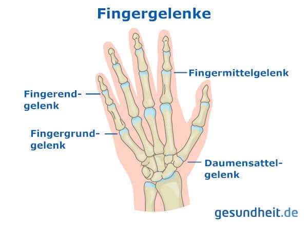 Fingergelenke (Infografik)