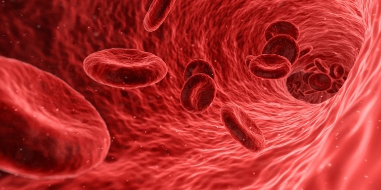 Blut fließt durch Gefäße (Arterien)
