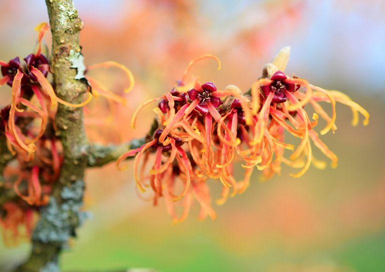 Hamamelis als Heilpflanze für die Haut