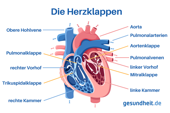 Position der Herzklappen im Herzen (Infografik)