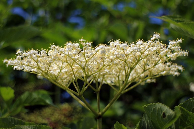 Holunderblüte