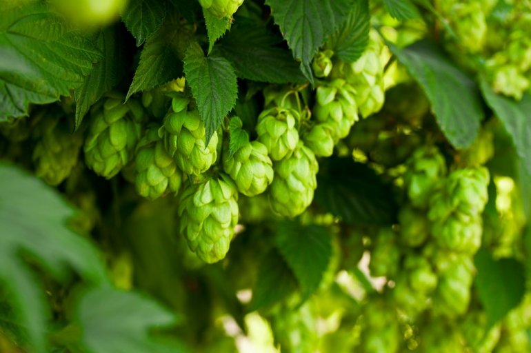 Hopfen