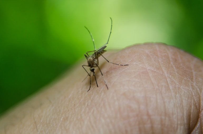 Insektenschutz: Schutz vor Mücken