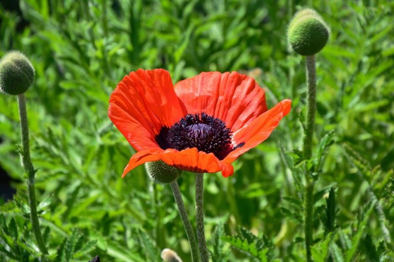 Klatschmohn