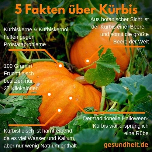 5 Fakten über Kürbis (Infografik)