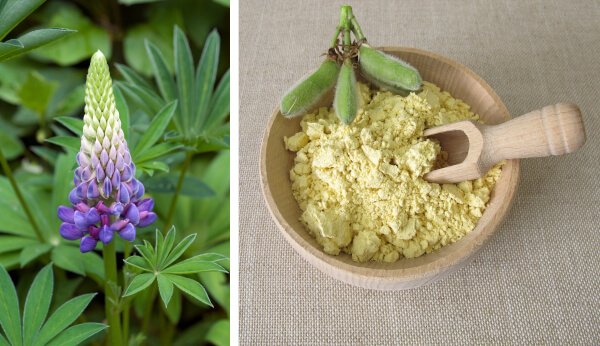 Süßlupine und Lupinenmehl