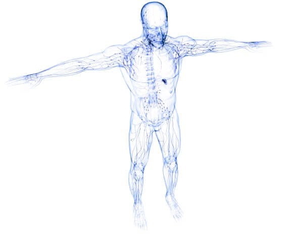 Lymphsystem des Körpers (Illustration, Infografik)