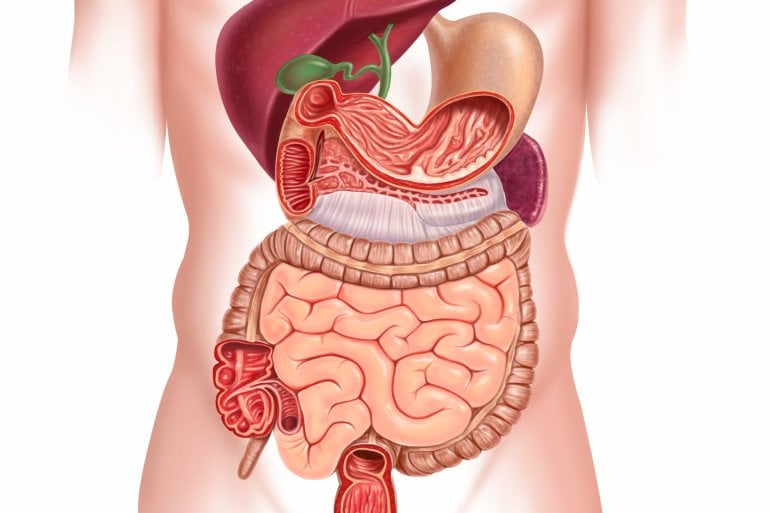 Magen und Darm (Illustration)