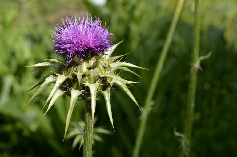 Mariendistel