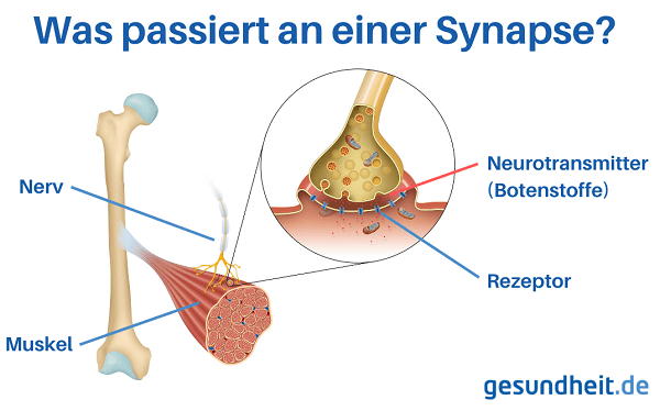 Synapse mit Rezeptor und Neurotransmitter (Infografik)