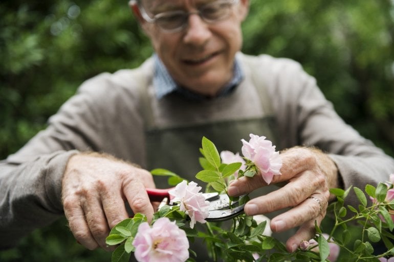 Mann mit Parkinson schneidet Rosen