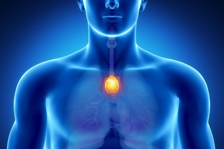 Thymusdrüse im menschlichen Körper