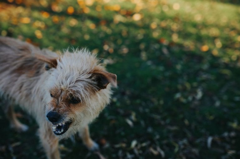 Tollwütiger Hund