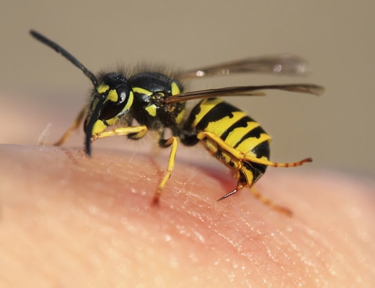 Wespe auf Haut kurz vor Wespenstich